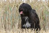 TERRIER DU TIBET 120